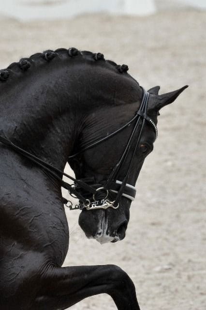 Лошадь выездки Horse Butler на манеже